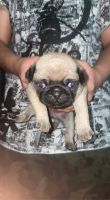 Baby pug for sale