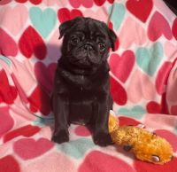 Champion sired Cletus