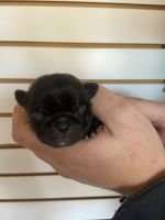 DoguilloLos cachorrosen venta en Cd Cuauhtémoc, Chih., México. Precio: $10,000