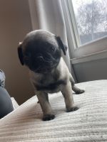 Pug puppies