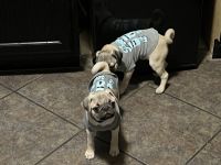 Pug Puppies for sale in El Paso, TX, USA. price: $1,400