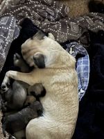 Pug Puppies for sale in Paramount, CA, USA. price: $700
