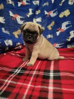 Pug Puppies for sale in Houston, TX, USA. price: $575