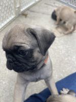 Pug puppies for sale