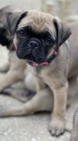 Pug puppies for sale