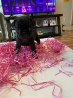 Pug Puppies for sale in Austin, TX, USA. price: $650