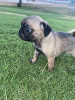 Pug Puppies for sale in Phoenix, AZ, USA. price: $500