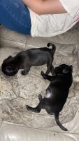 Pug Puppies for sale in Port Acres, TX 77640, USA. price: $400