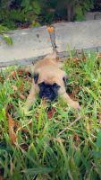 Pug Puppies for sale in Austin, TX, USA. price: $400