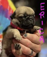 Pug puppies for sale
