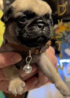Pug puppies for sale