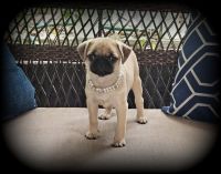 Pug Puppies for sale in Cincinnati, OH, USA. price: $1,950