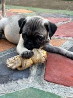 Pug Puppies for sale in Whittier, CA, USA. price: $350