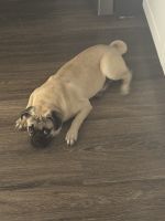 Pug puppy 6 mos