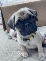 Pug Puppy available