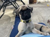 Pug Puppy available