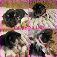 Pug Puppies for sale in Cardiff, UK. price: 1,200 GBP