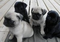 Pug Puppies for sale in Hernando Beach, FL 34607, USA. price: $500