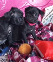 Pug Puppies for sale in Bay City, MI 48708, USA. price: $500