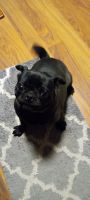Pug Puppies for sale in Greenwich, OH 44837, USA. price: $500