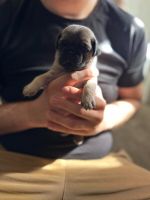 Pug Puppies for sale in Los Angeles, CA, USA. price: NA
