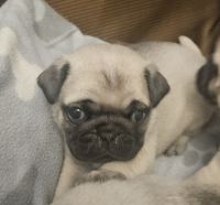 Pug Puppies for sale in Athens, Alabama. price: $1,400