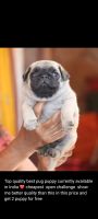 Pug Puppies for sale in Chennai, Tamil Nadu. price: 8,000 INR