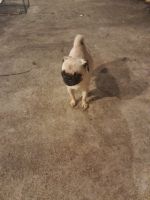 Pug Puppies for sale in Newark, New Jersey. price: $1,500