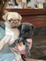 Pug Puppies for sale in Scottsbluff, Nebraska. price: $1,800
