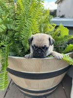 Pug Puppies for sale in Houston, Texas. price: $400
