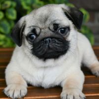 Pug Puppies for sale in Atlanta, Georgia. price: $750