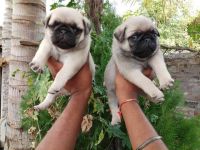 Pug Puppies for sale in Chennai, Tamil Nadu. price: 6,000 INR