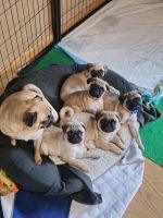 Pug Puppies for sale in 15661 Lexington Ave NE, Ham Lake, MN 55304, USA. price: $1,000