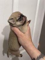 Pug Puppies for sale in Somerville, Alabama. price: $1,000