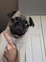 Pug Puppies for sale in Yorkville, Illinois. price: $1,000