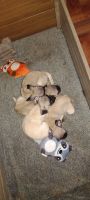 Pug Puppies for sale in Phoenix, Arizona. price: $300