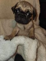Pug Puppies for sale in Toccoa, GA 30577, USA. price: $1,000