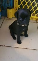 Pug Puppies for sale in Pearl City, Hawaii. price: $1,200