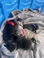 Pug Puppies for sale in Fresno, California. price: $350
