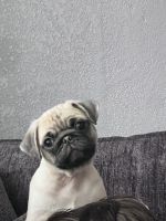 Pug Puppies for sale in Vader, Washington. price: NA