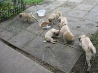 Pug Puppies for sale in Brandon, FL 33511, USA. price: $1,750
