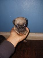 Pug Puppies for sale in Pomona, California. price: $200