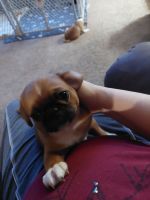 Pug Puppies for sale in Washougal, Washington. price: $800