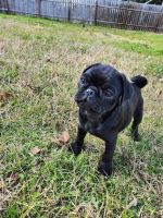 Pug Puppies for sale in Austin, TX, USA. price: $1,000