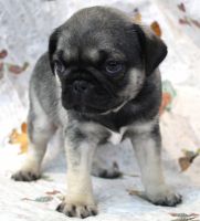 Pug Puppies for sale in Abilene, KS 67410, USA. price: $1,000