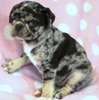 Pug Puppies for sale in Abilene, KS 67410, USA. price: $1,200