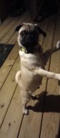 Pug Puppies for sale in Sevierville, Tennessee. price: $500