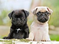 Pug Puppies for sale in Chicago, Illinois. price: $500