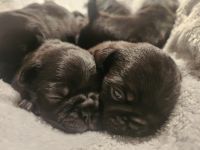 Pug Puppies for sale in Seven Hills, New South Wales. price: NA