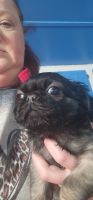 Pug Puppies for sale in Hartwell, Georgia. price: $80,000